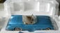 Preview: Franklin Mint Chevrolet Corvette Convertible 1960 DieCast Model in original box (7518)